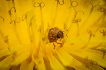 Byturus ochraceus