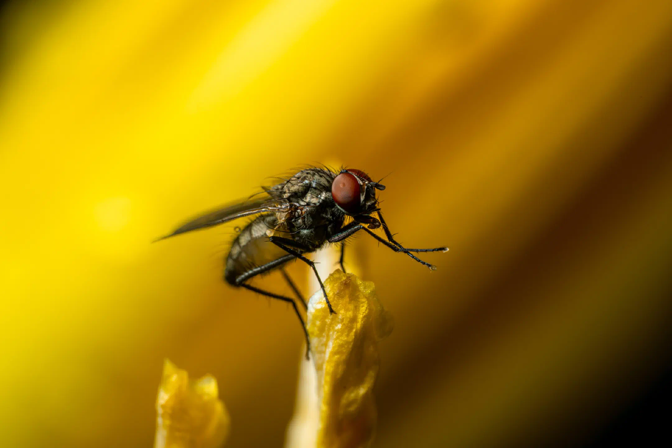 Common House Fly