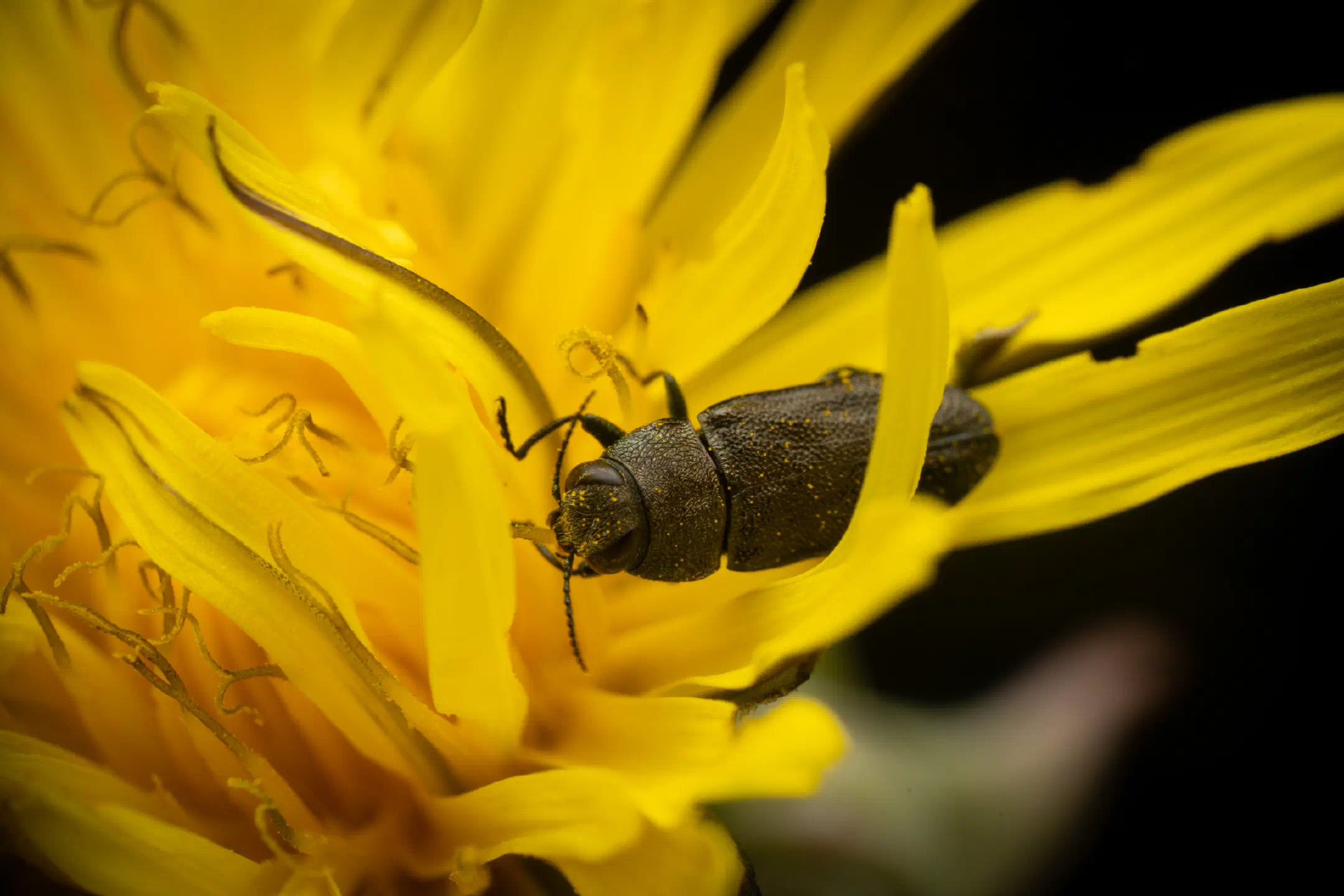 Anthaxia morio