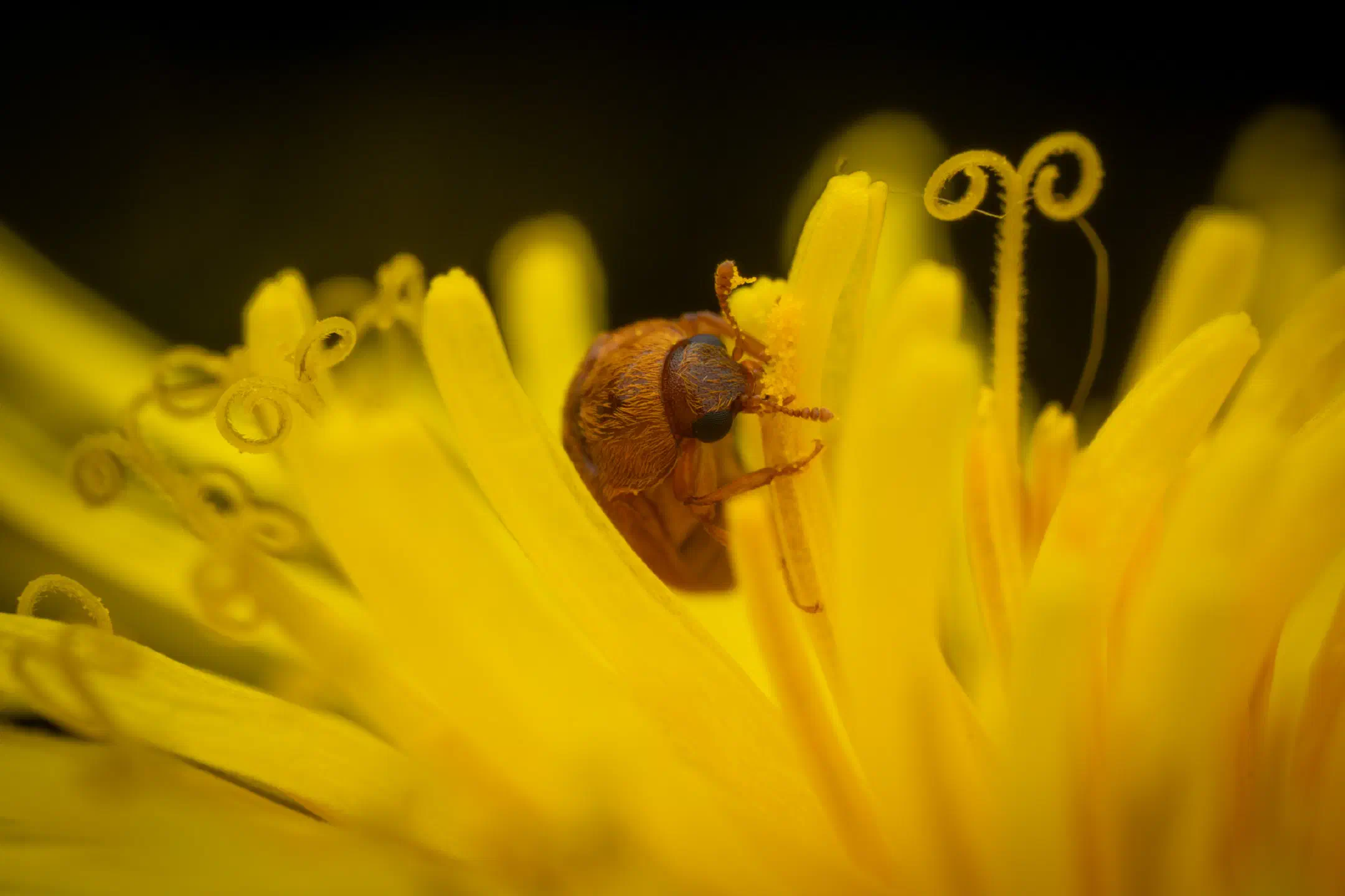Byturus ochraceus | Byturus ochraceus