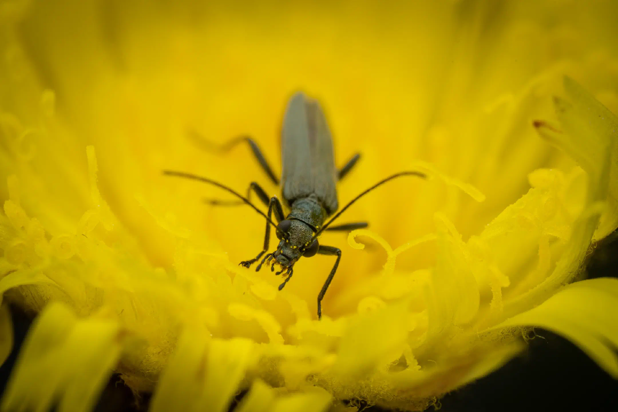 Greenish Oedemera | Greenish Oedemera