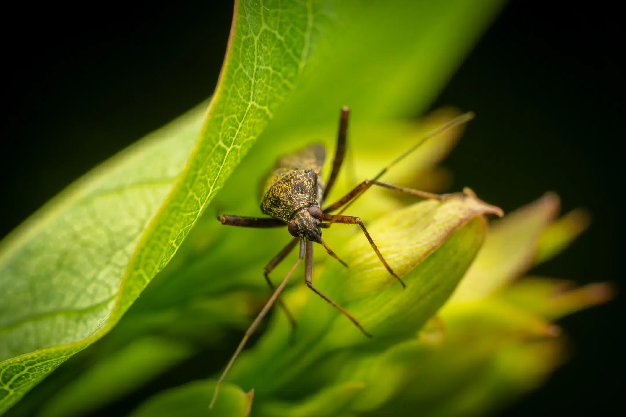 spotted plant bug