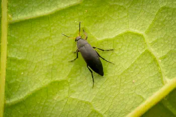 Anaspis frontalis