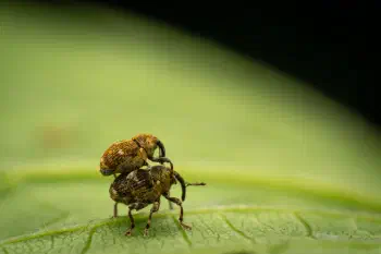 Small Nettle Weevil