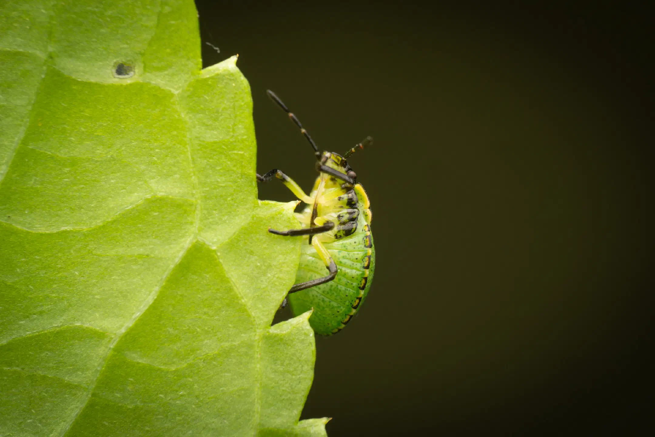 Green Shield Bug | Green Shield Bug