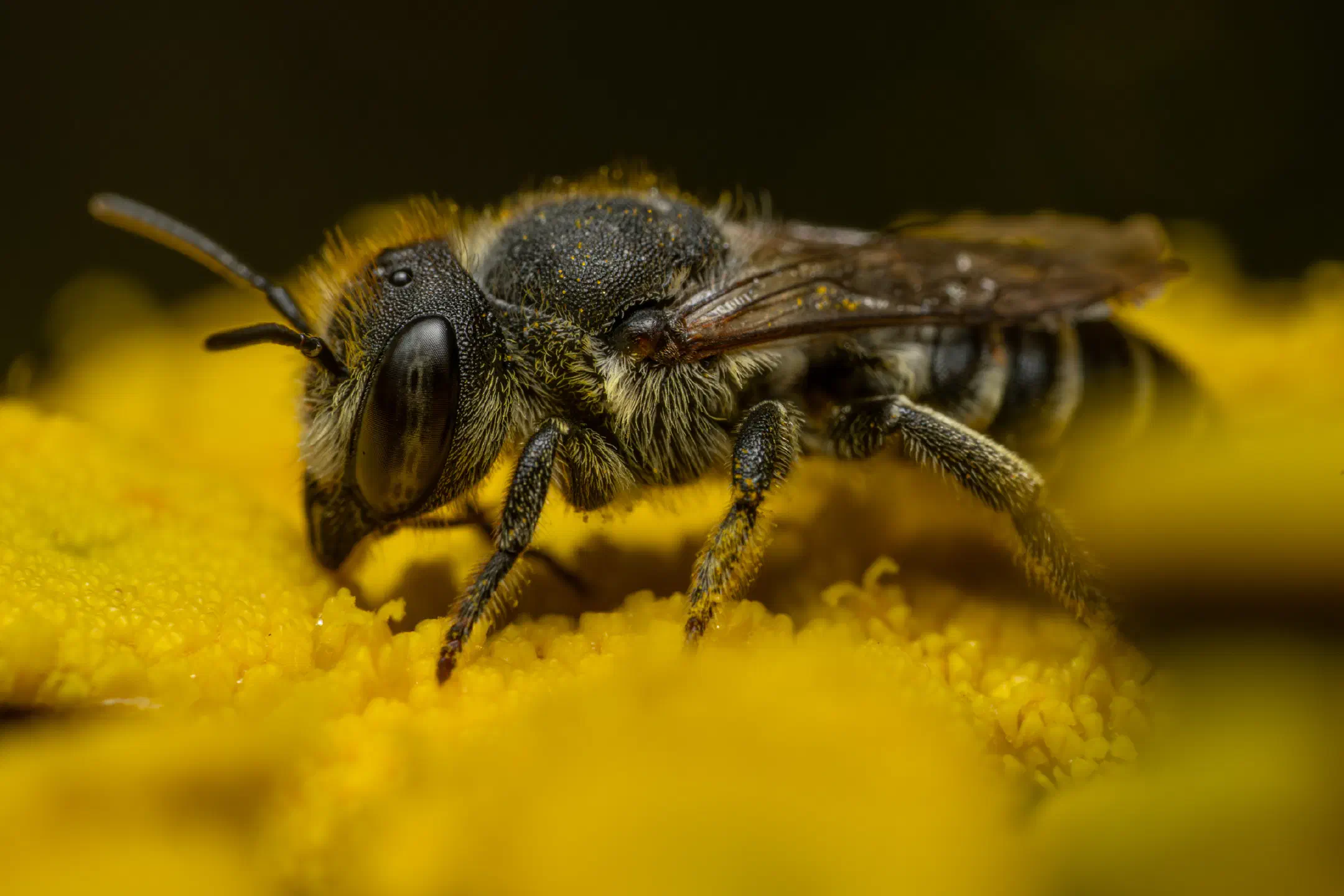 Alfalfa Leafcutter Bee