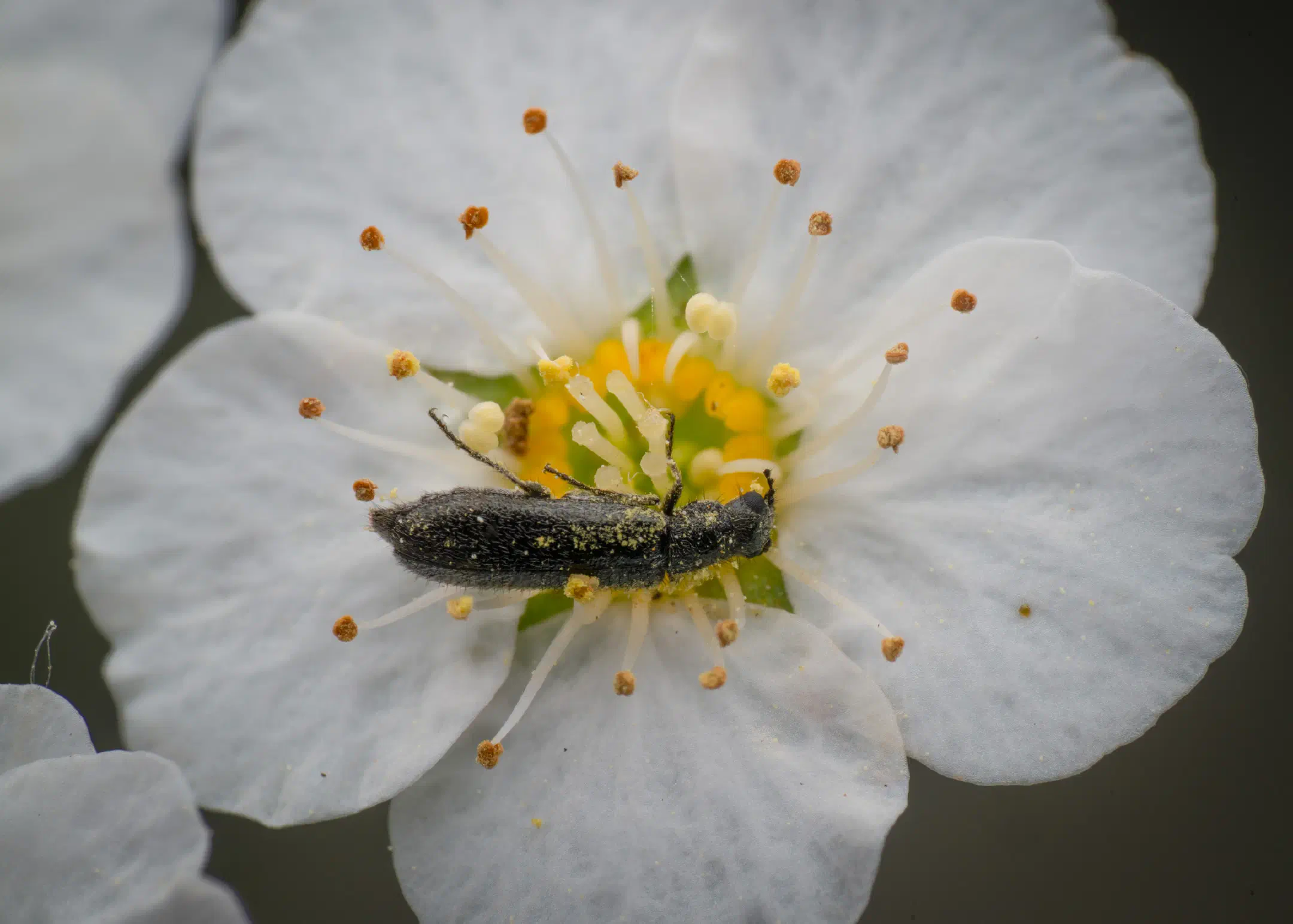 Dasytes plumbeus | Dasytes plumbeus