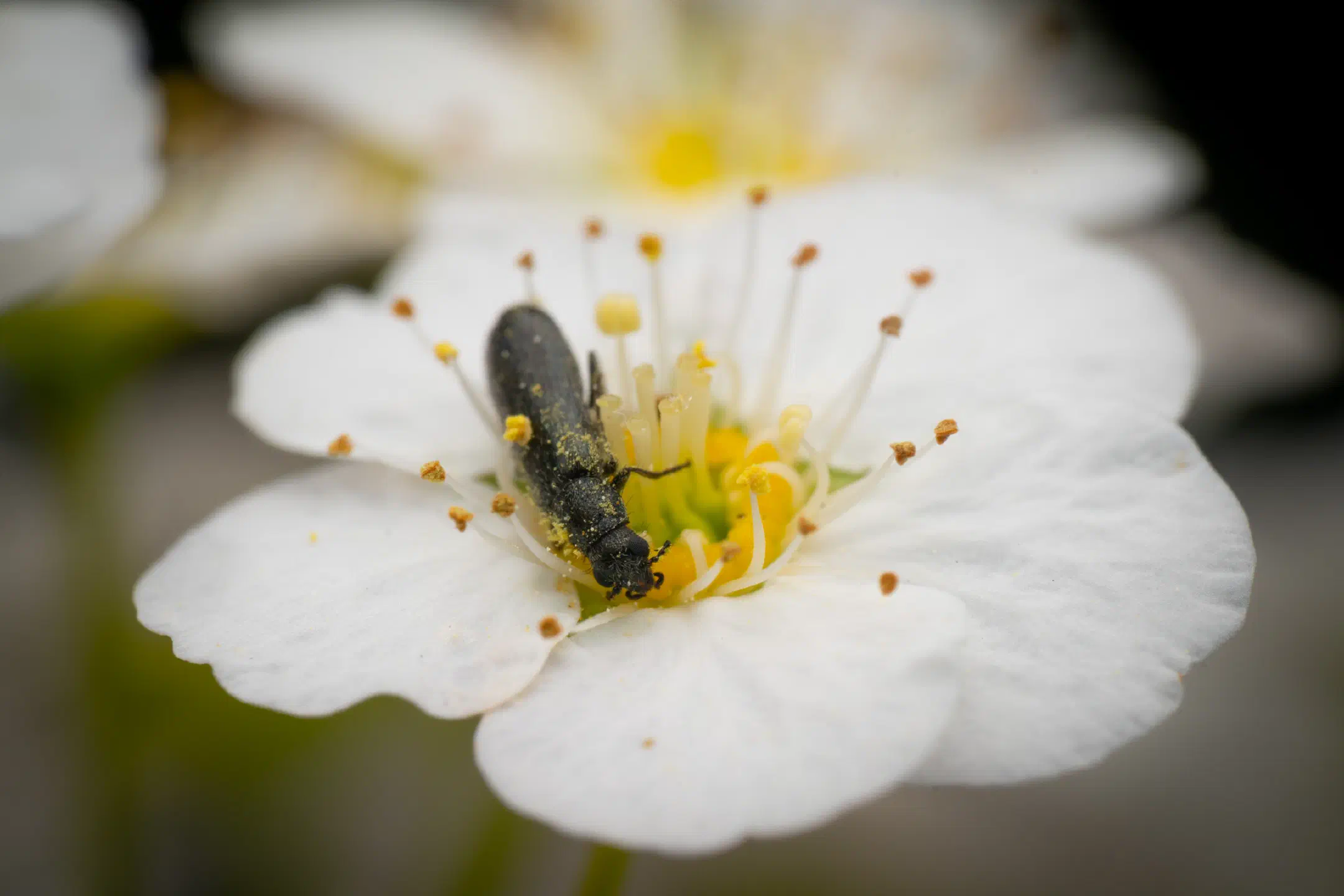 Dasytes plumbeus | Dasytes plumbeus