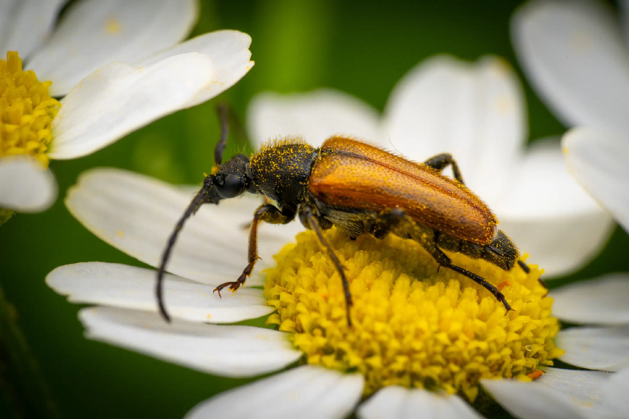 Fairy-ring Longhorn Beetle | Fairy-ring Longhorn Beetle