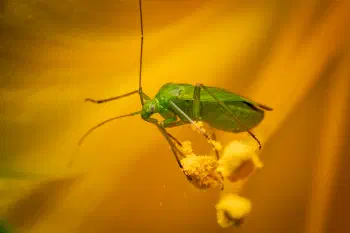 Common Green Capsid