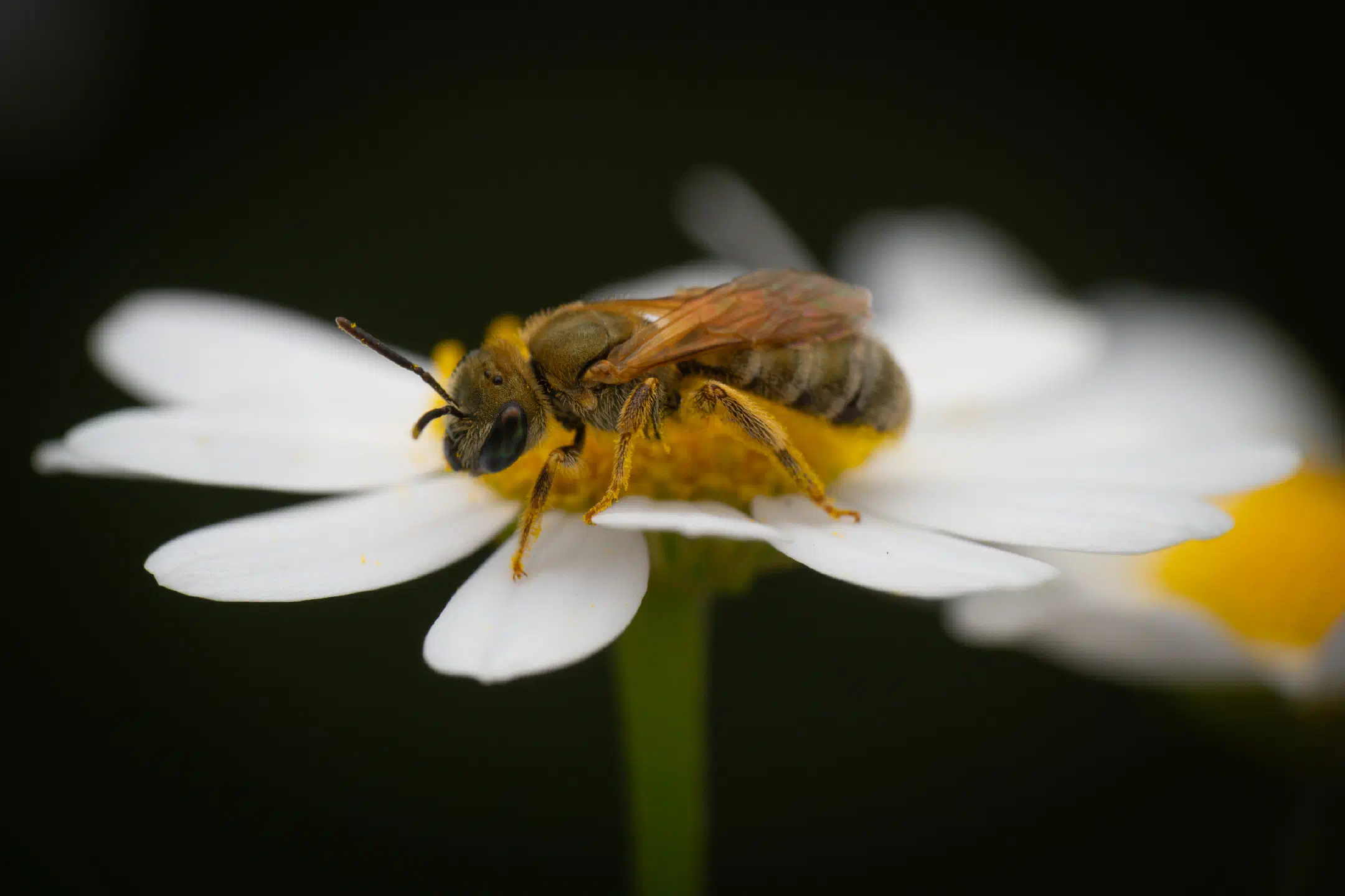 Furrow Bees | Furrow Bees