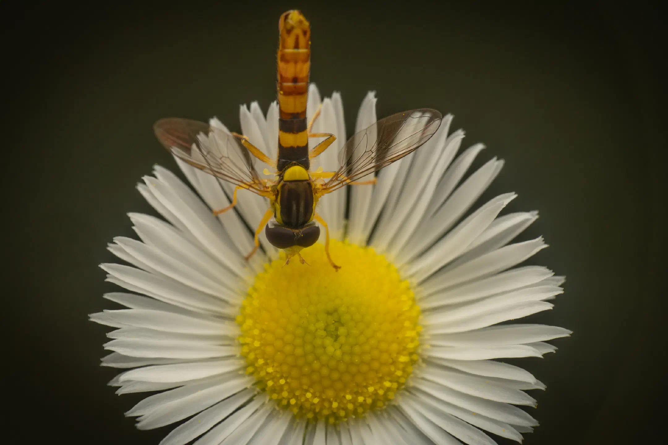 Common Globetail