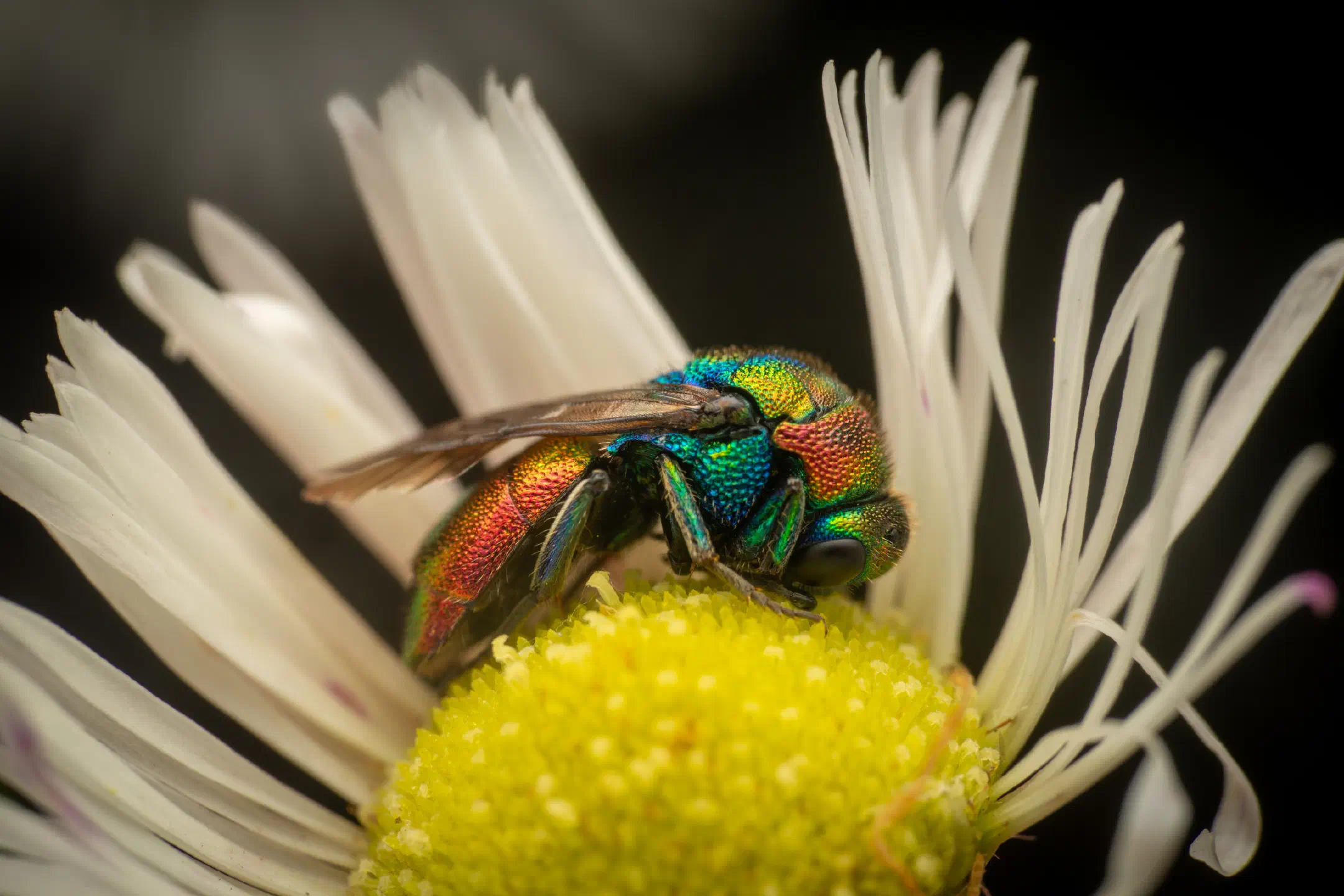 Ruby-tailed Cuckoo Wasps | Ruby-tailed Cuckoo Wasps