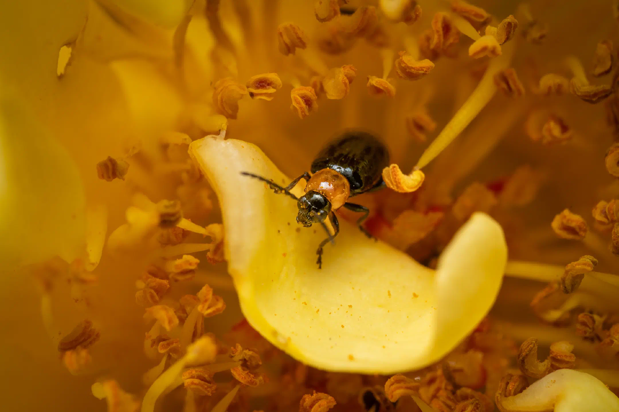 Luperus luperus | Luperus luperus
