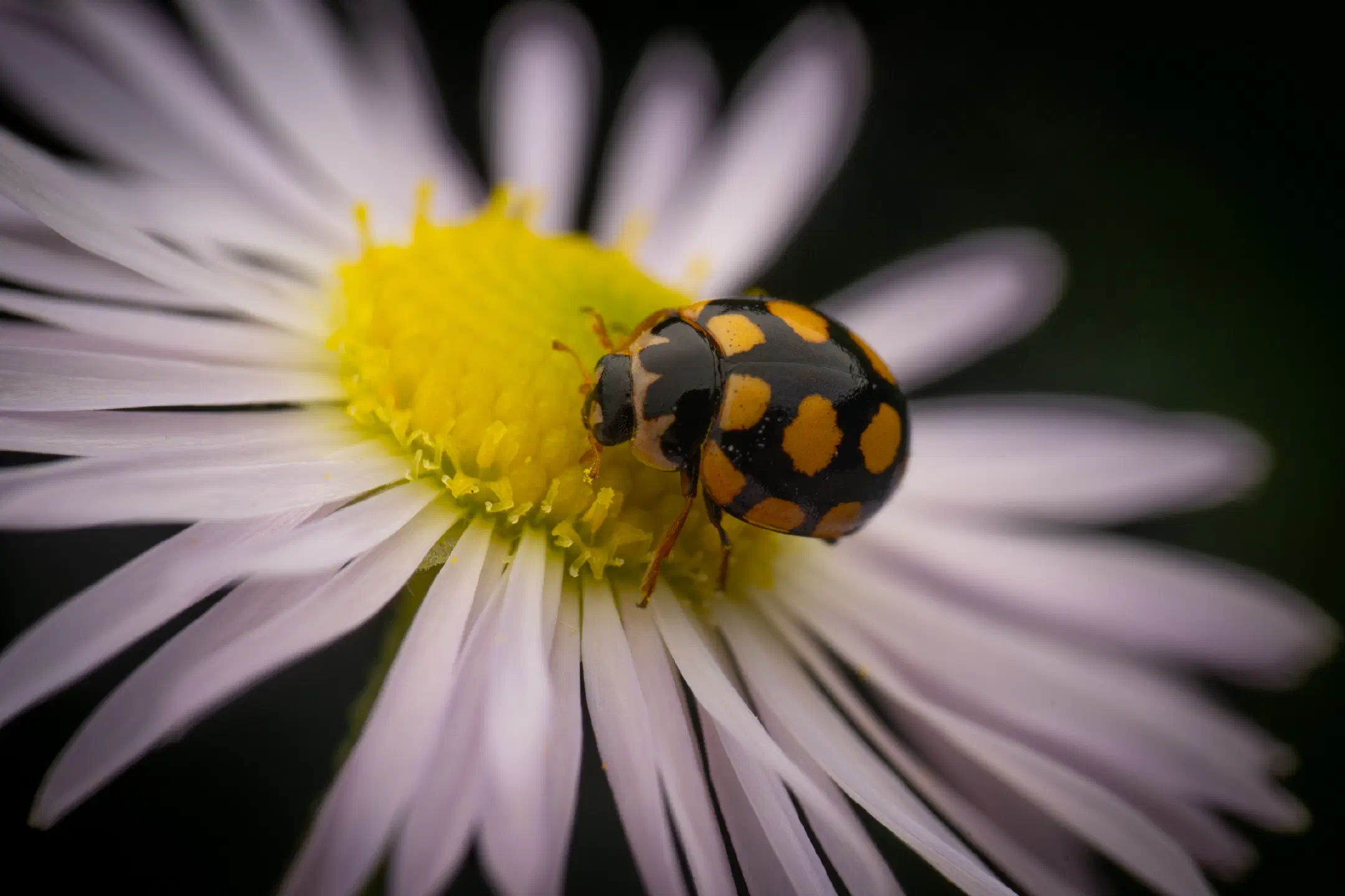 Coccinula quatuordecimpustulata