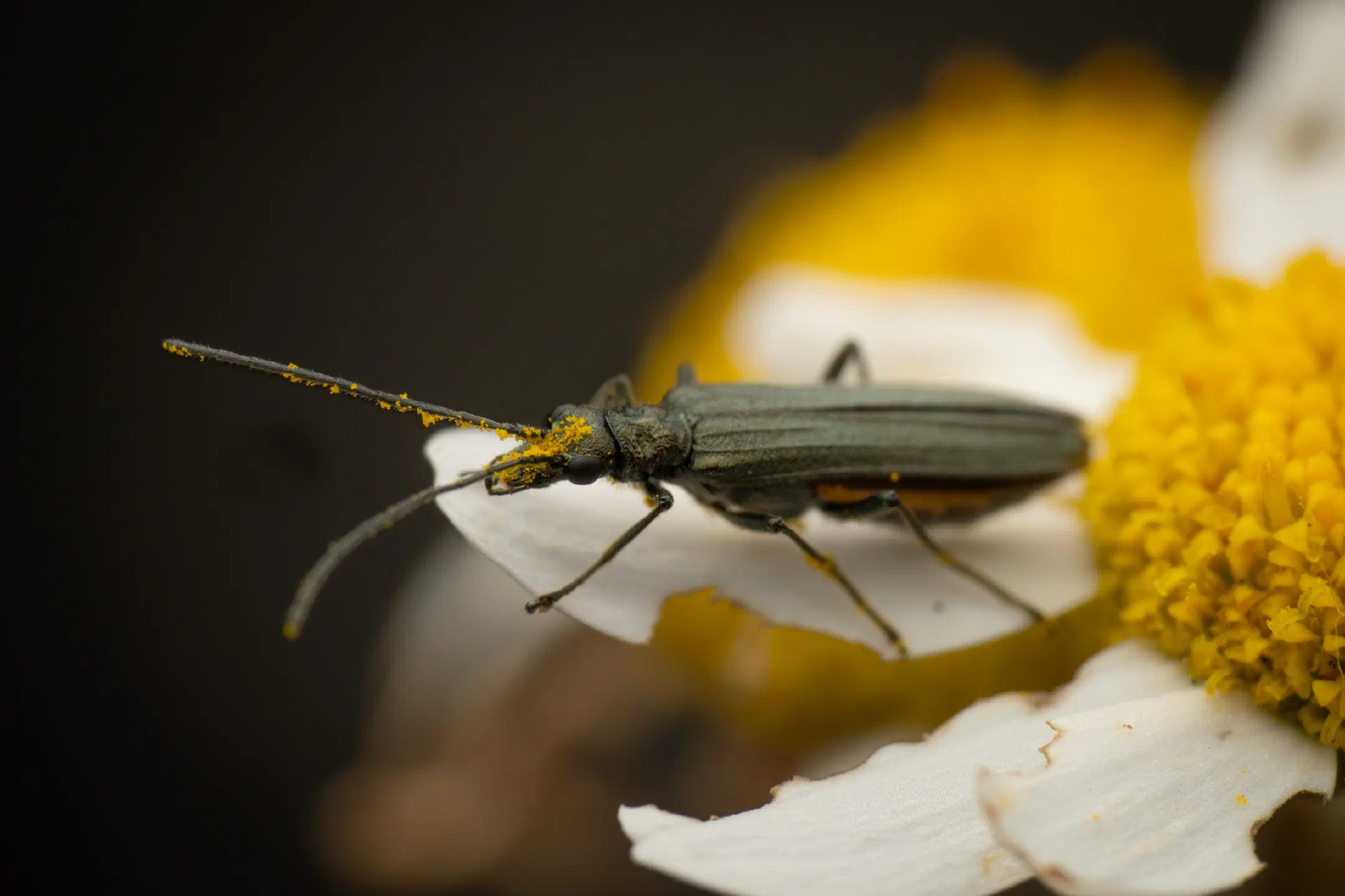 Greenish Oedemera | Greenish Oedemera