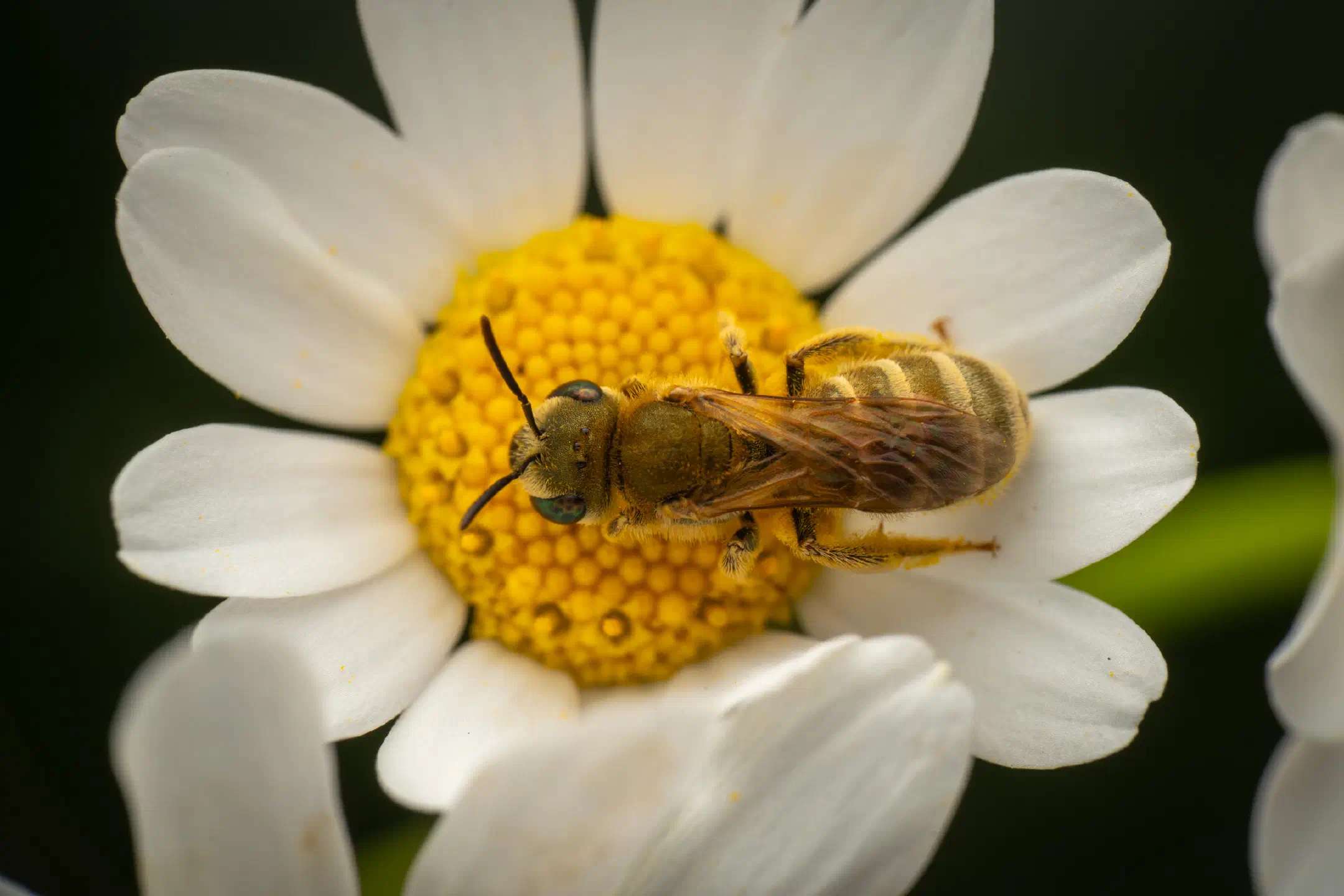 Furrow Bees | Furrow Bees