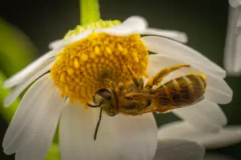 Furrow Bees