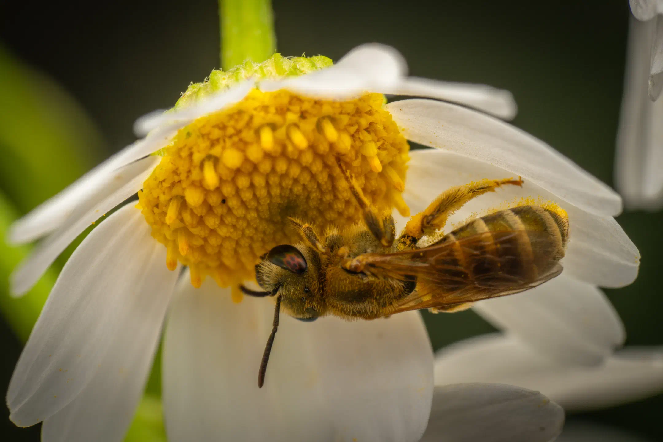 Furrow Bees