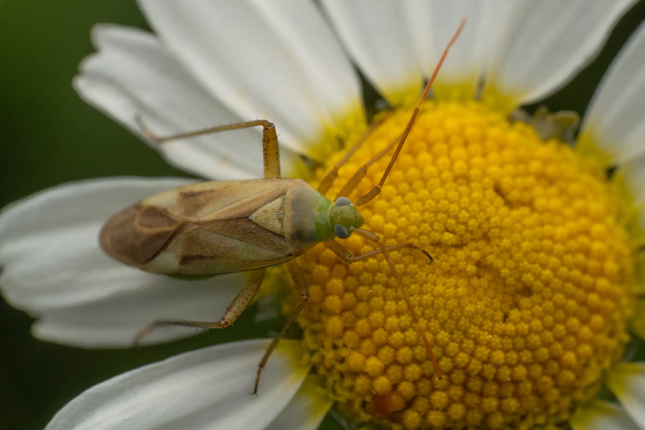Alfalfa Plant Bug
