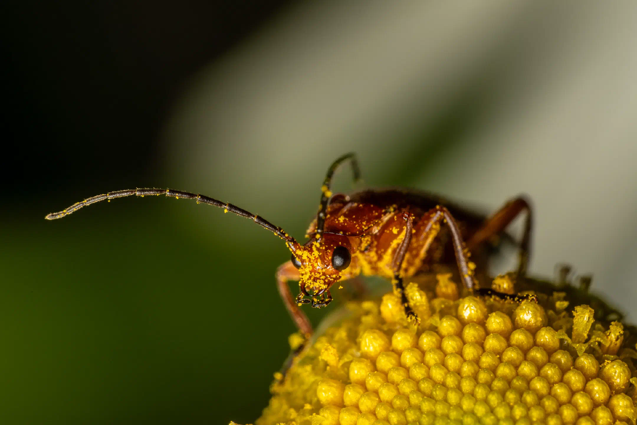 Common Red Soldier Beetle
