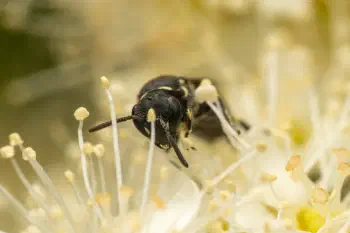 Masked Bees