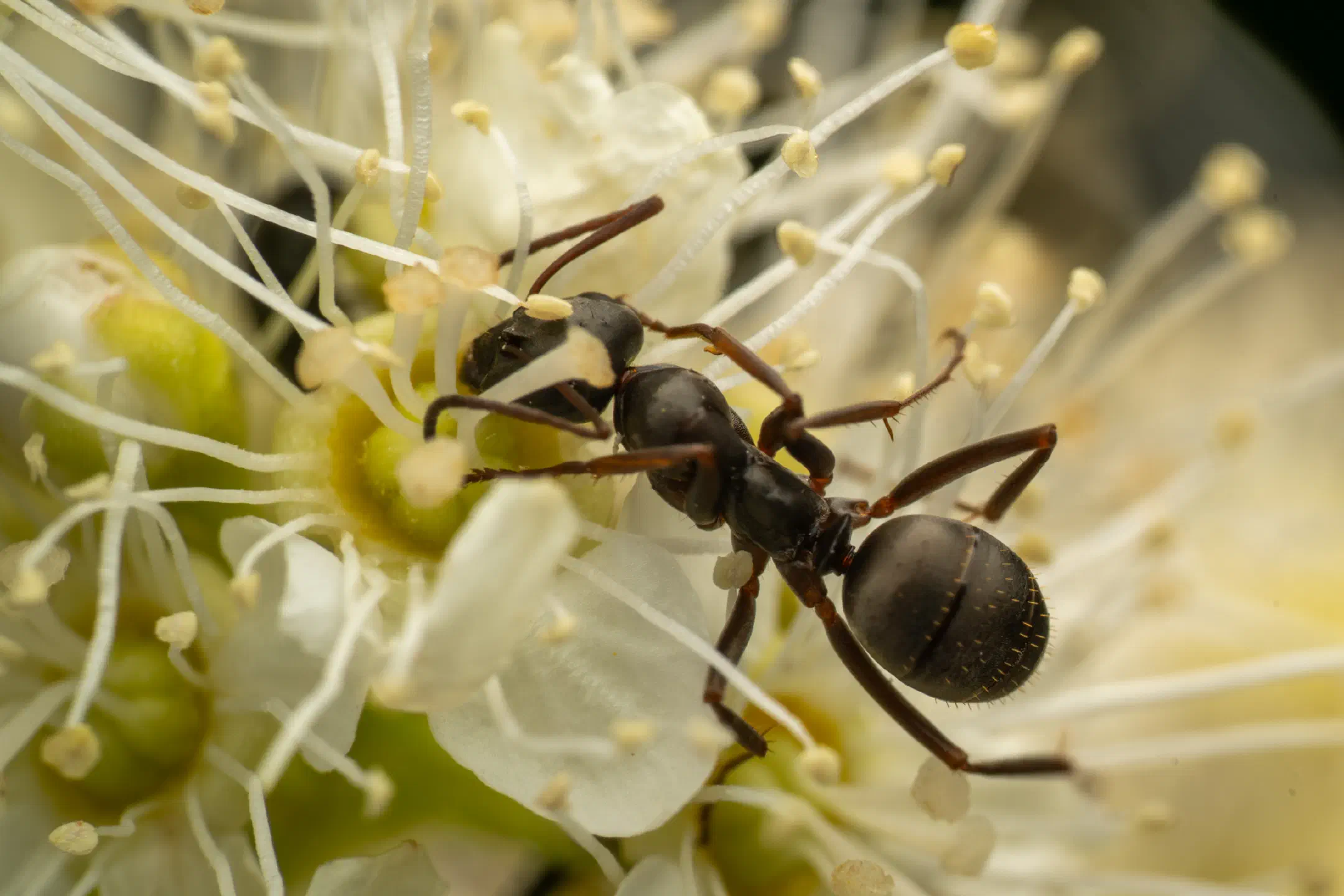 Wood, Mound, and Field Ants