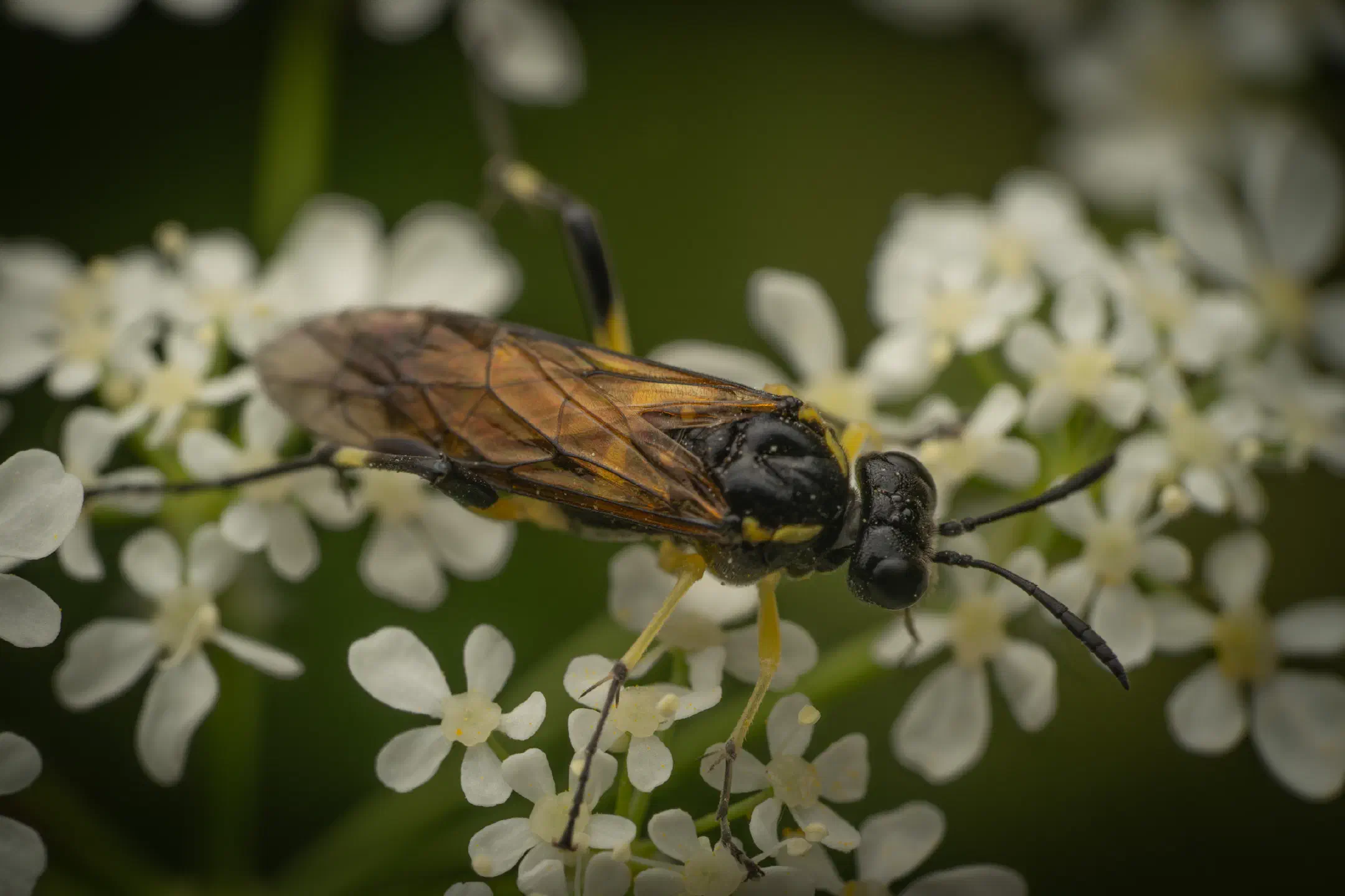 Yellow-spotted Macrophya | Yellow-spotted Macrophya