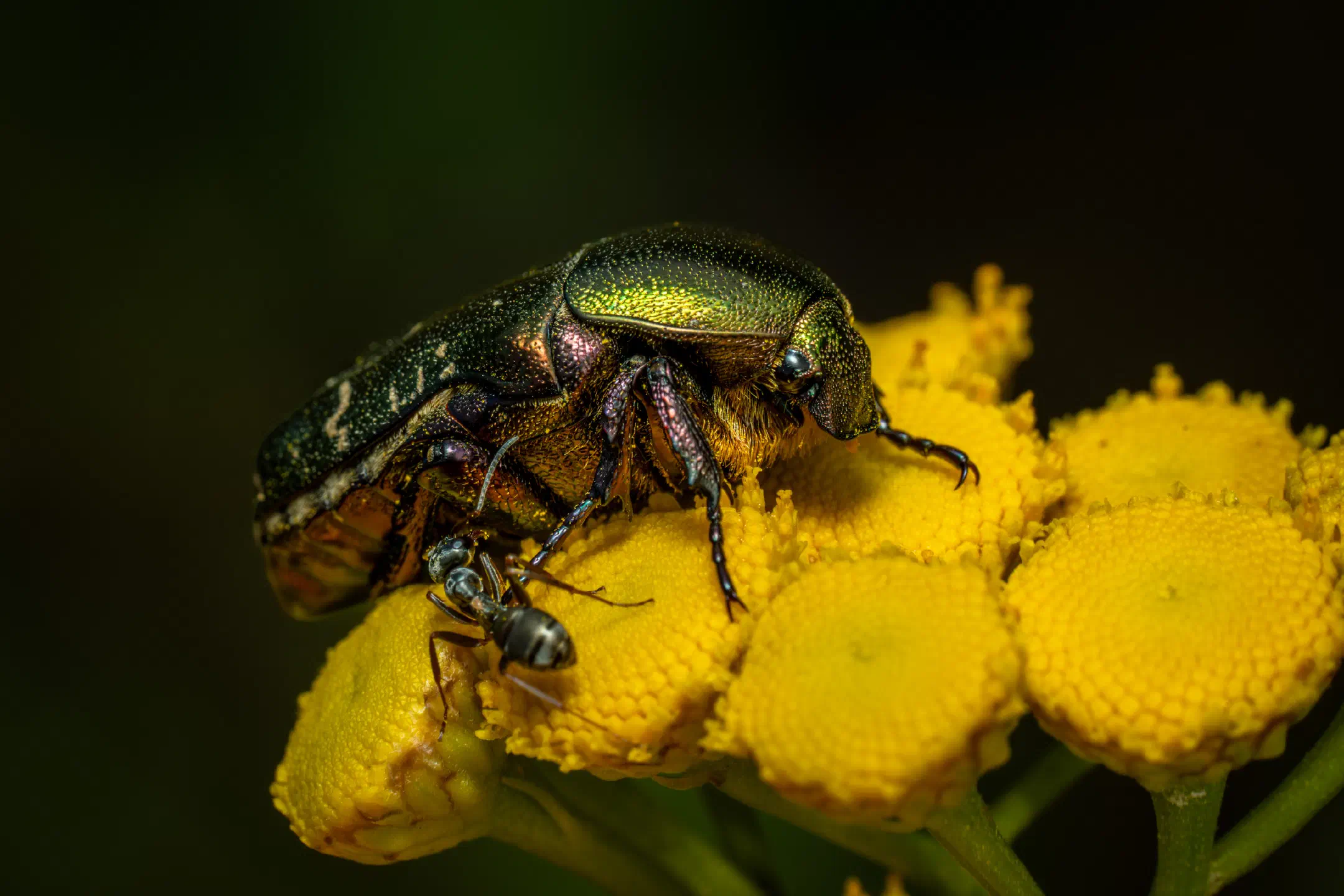 Black Garden Ant