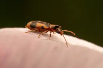 monoceros beetle