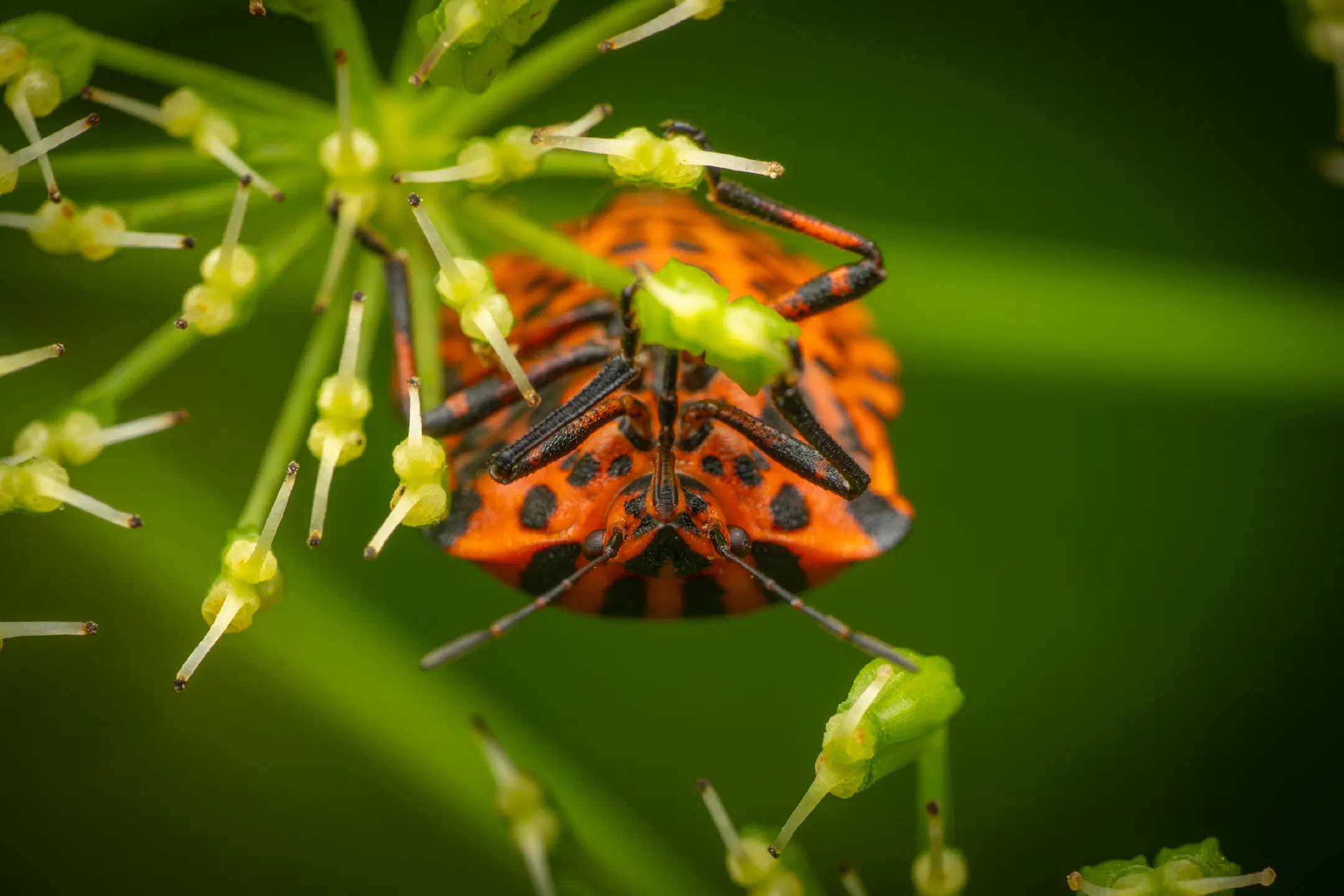 European Striped Shield Bug | European Striped Shield Bug