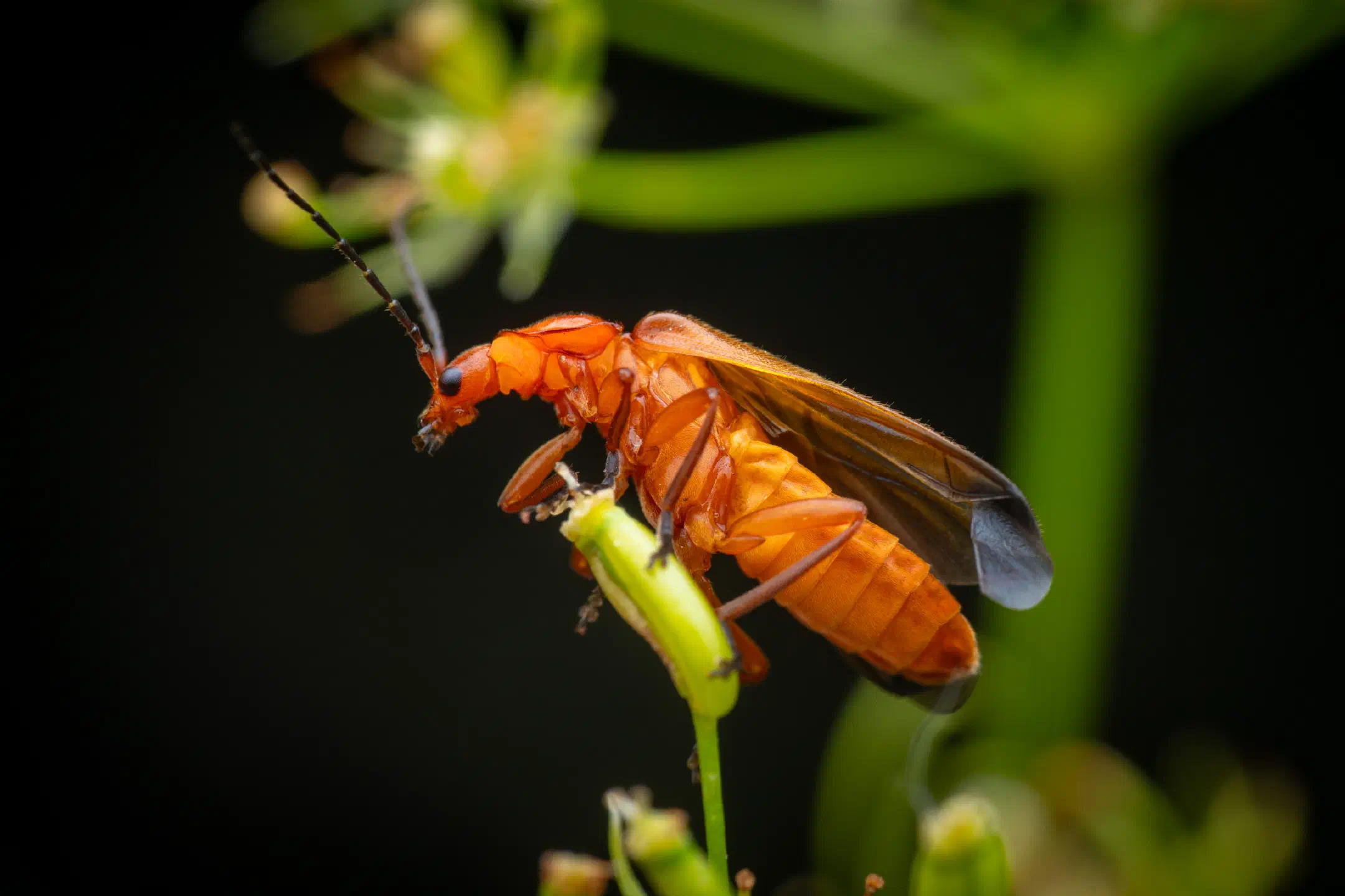 Common Red Soldier Beetle | Common Red Soldier Beetle
