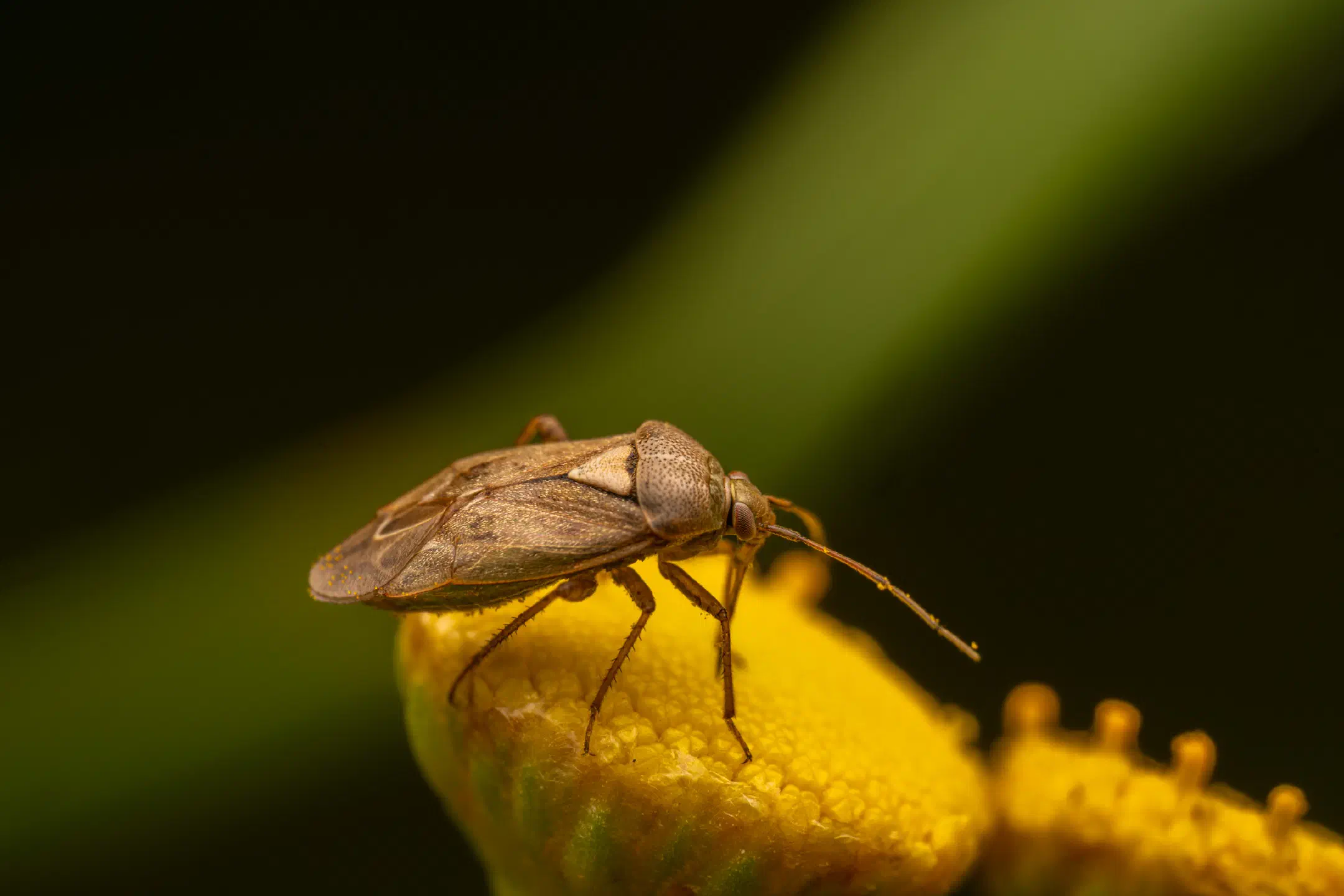 European Tarnished Plant Bug | European Tarnished Plant Bug