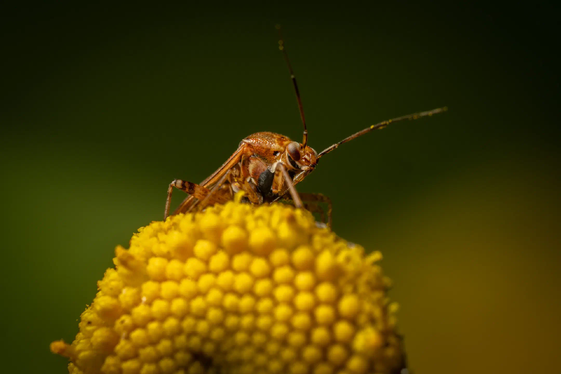 European Tarnished Plant Bug