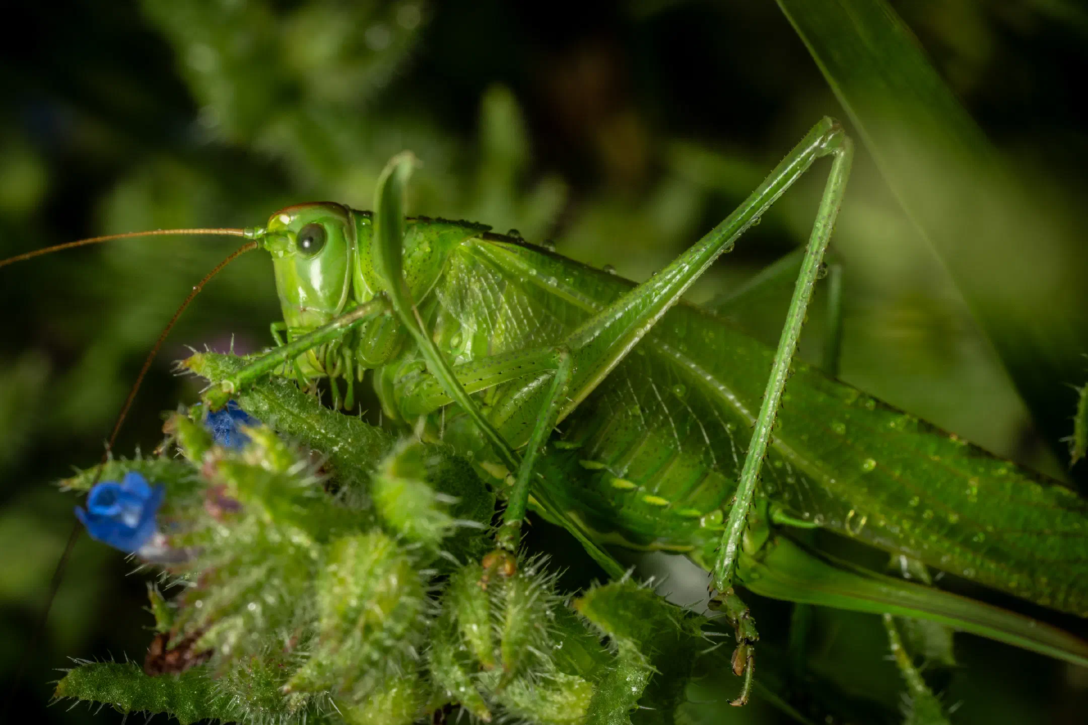 Great Green Bush-cricket