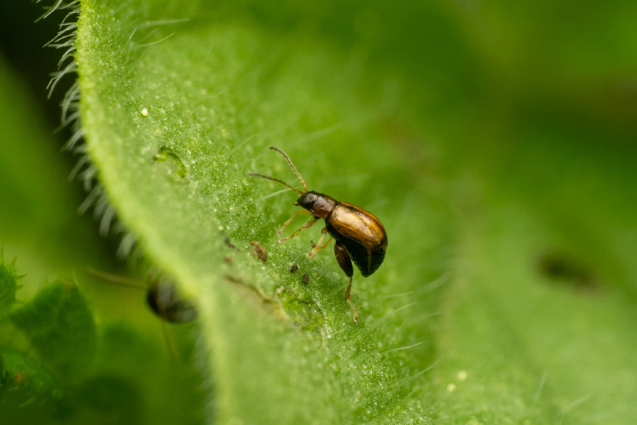 Luperaltica