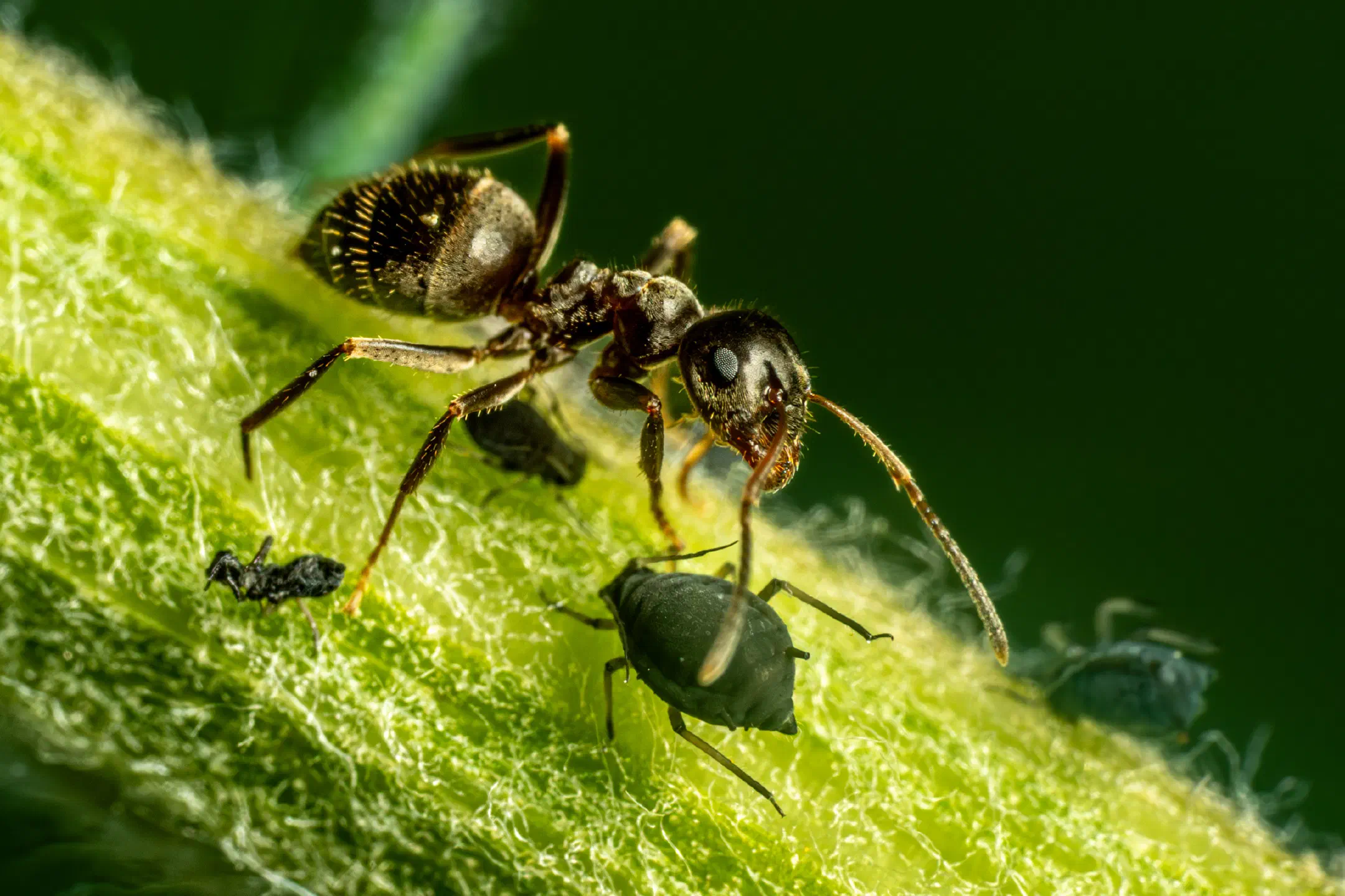 Aphidoidea | Aphidoidea