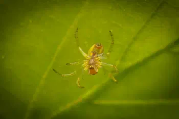 Cucumber Green Spider