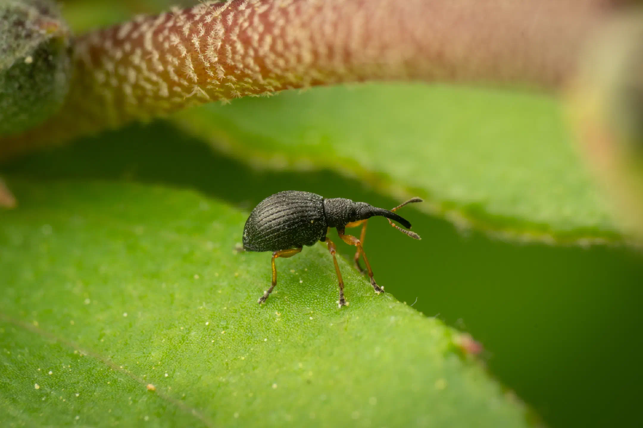 Protapion fulvipes