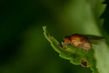 Phaonia pallida