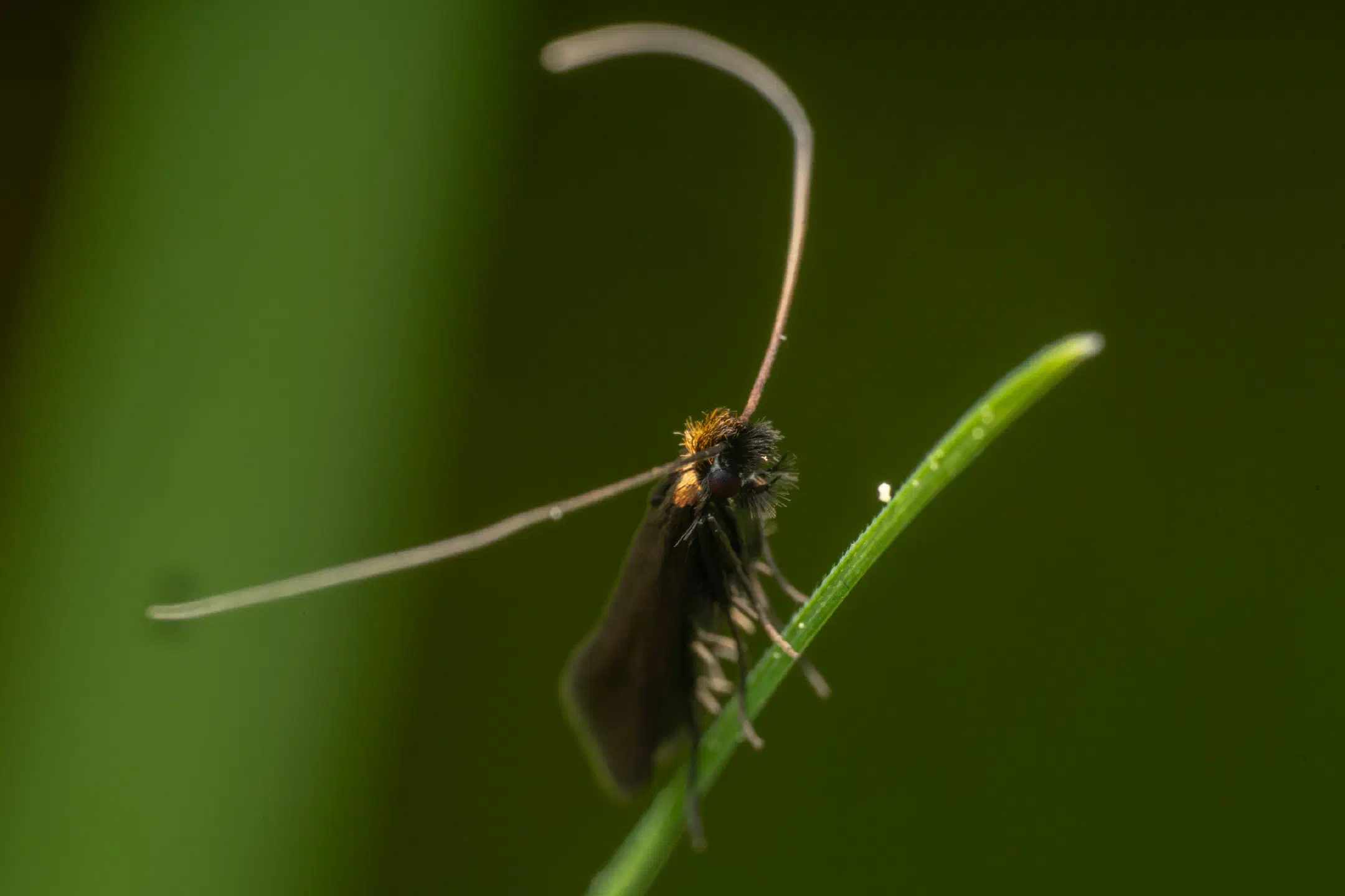 Meadow Longhorn | Meadow Longhorn