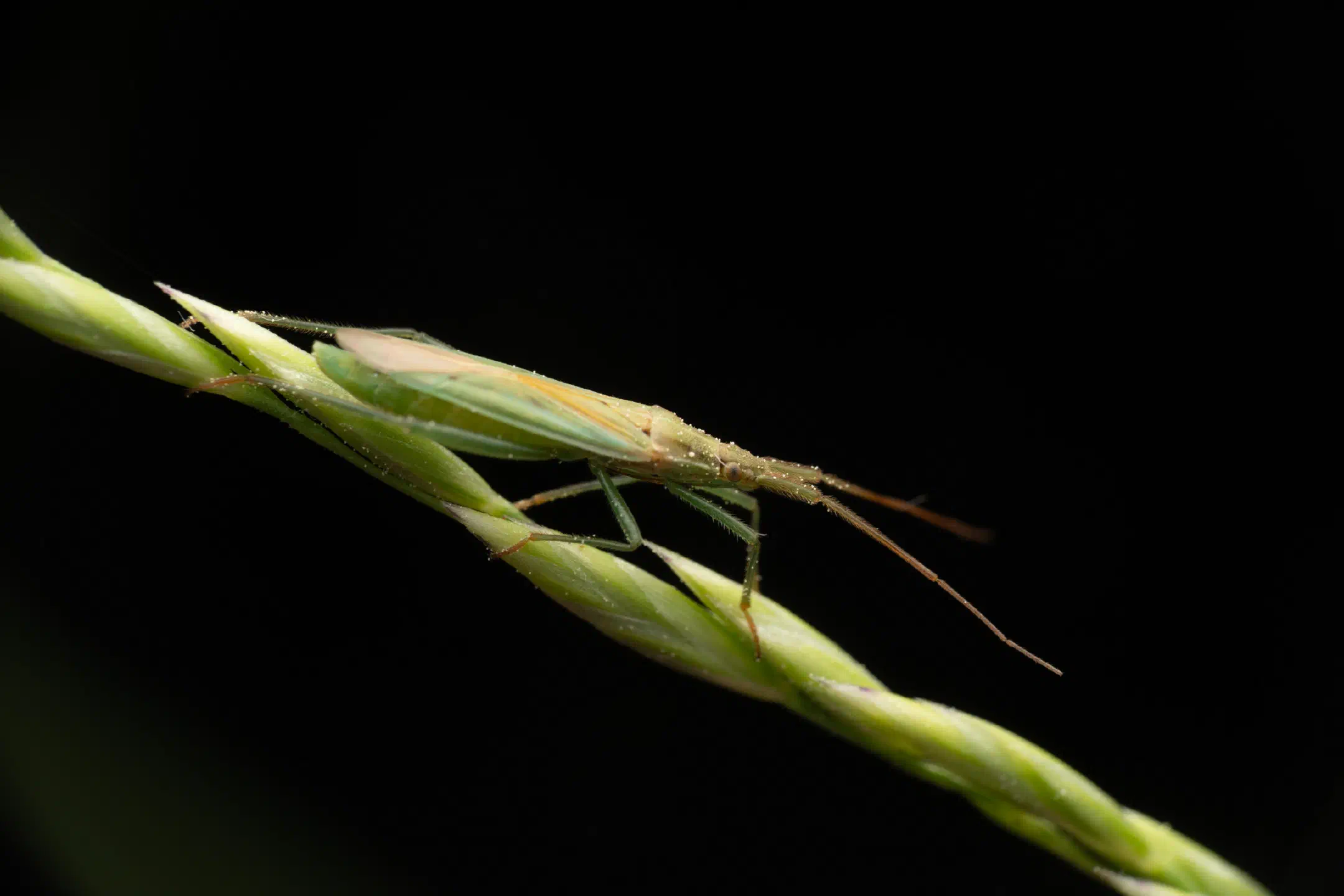 Megaloceroea recticornis | Megaloceroea recticornis