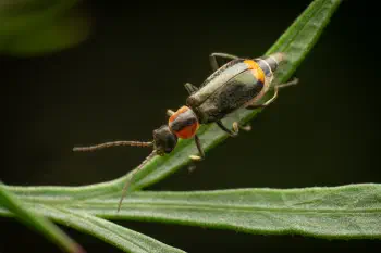Axinotarsus pulicarius