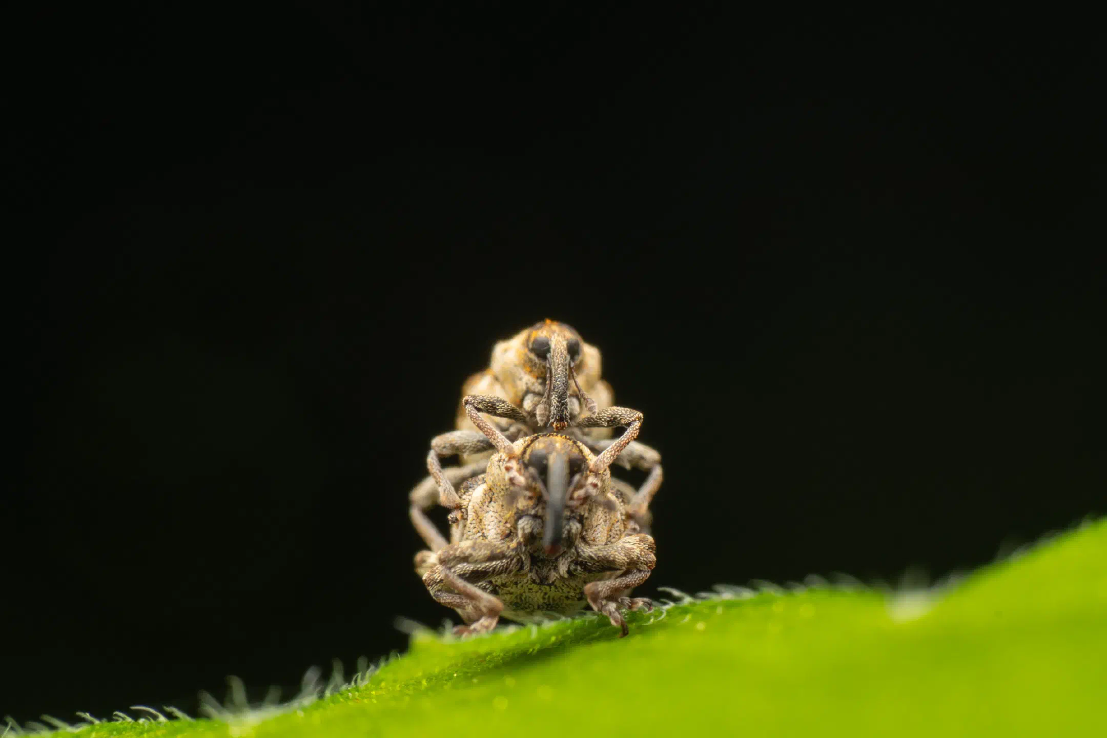 Small Nettle Weevil | Small Nettle Weevil