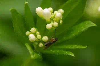Lonchoptera