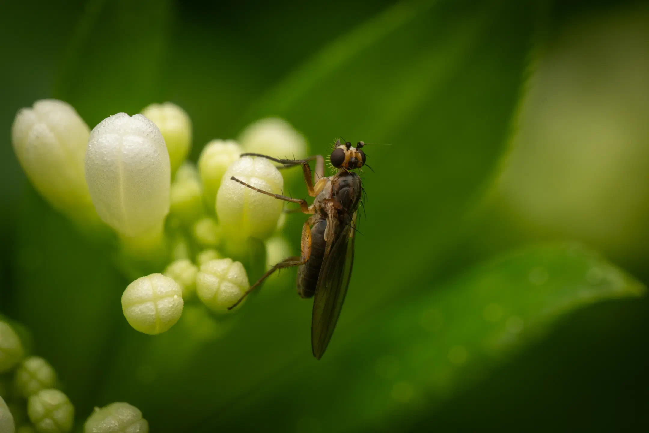 Lonchoptera