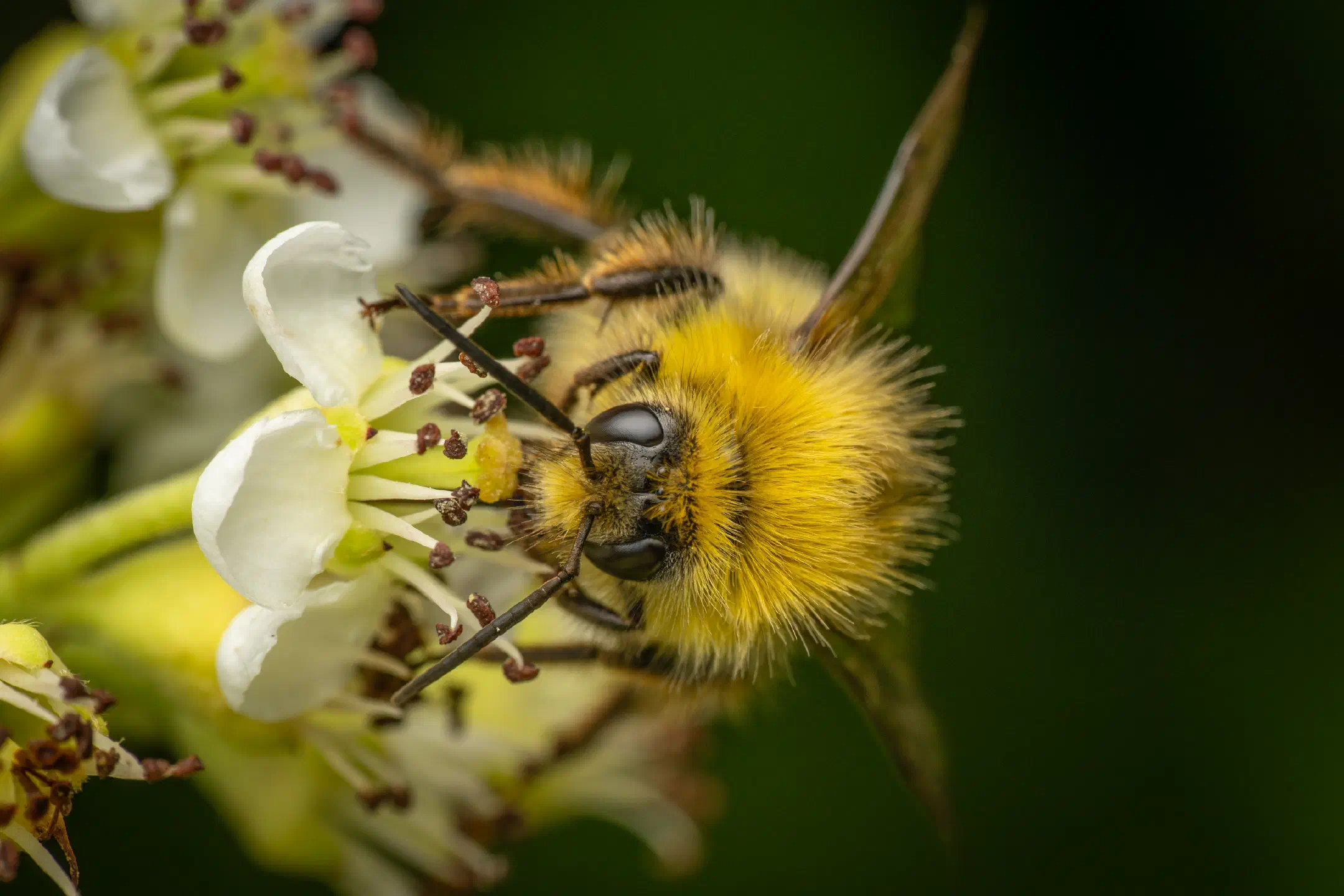 Early Bumble Bee | Early Bumble Bee
