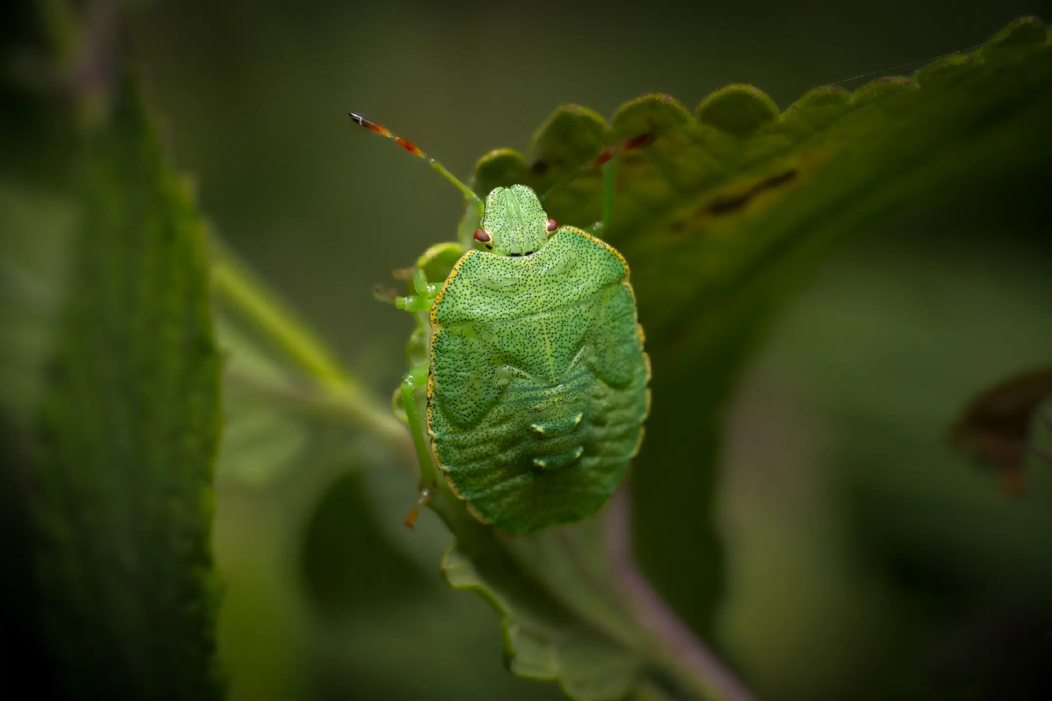 Green Shield Bug