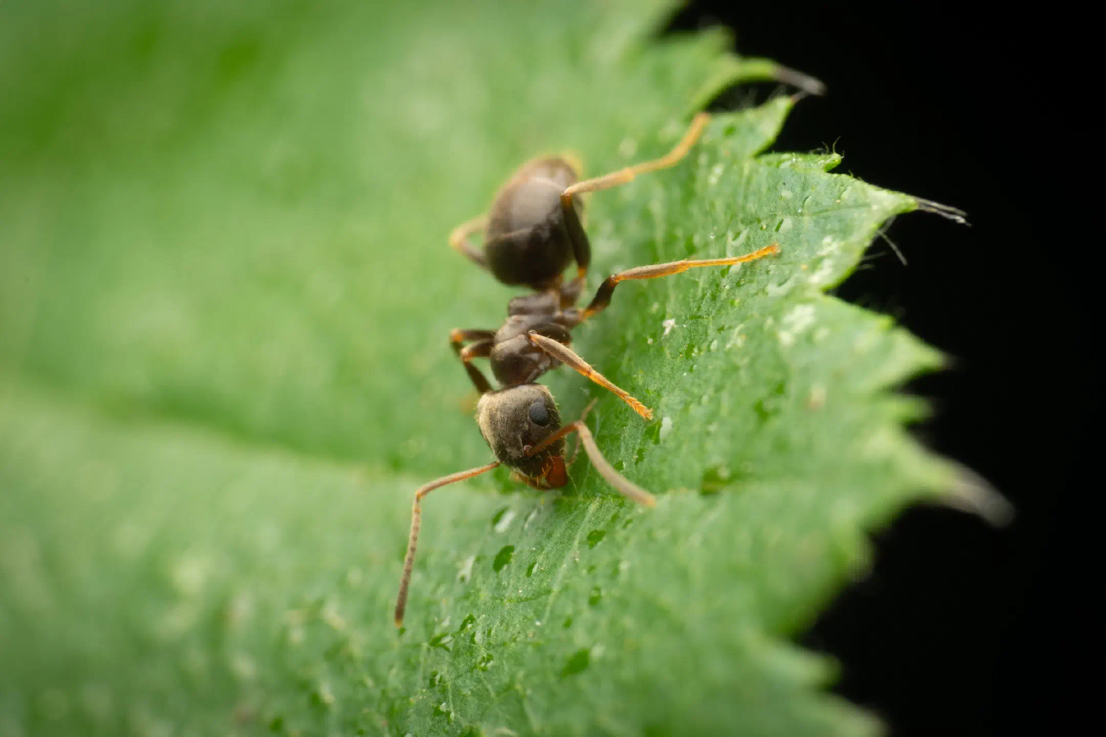 Black Garden Ant