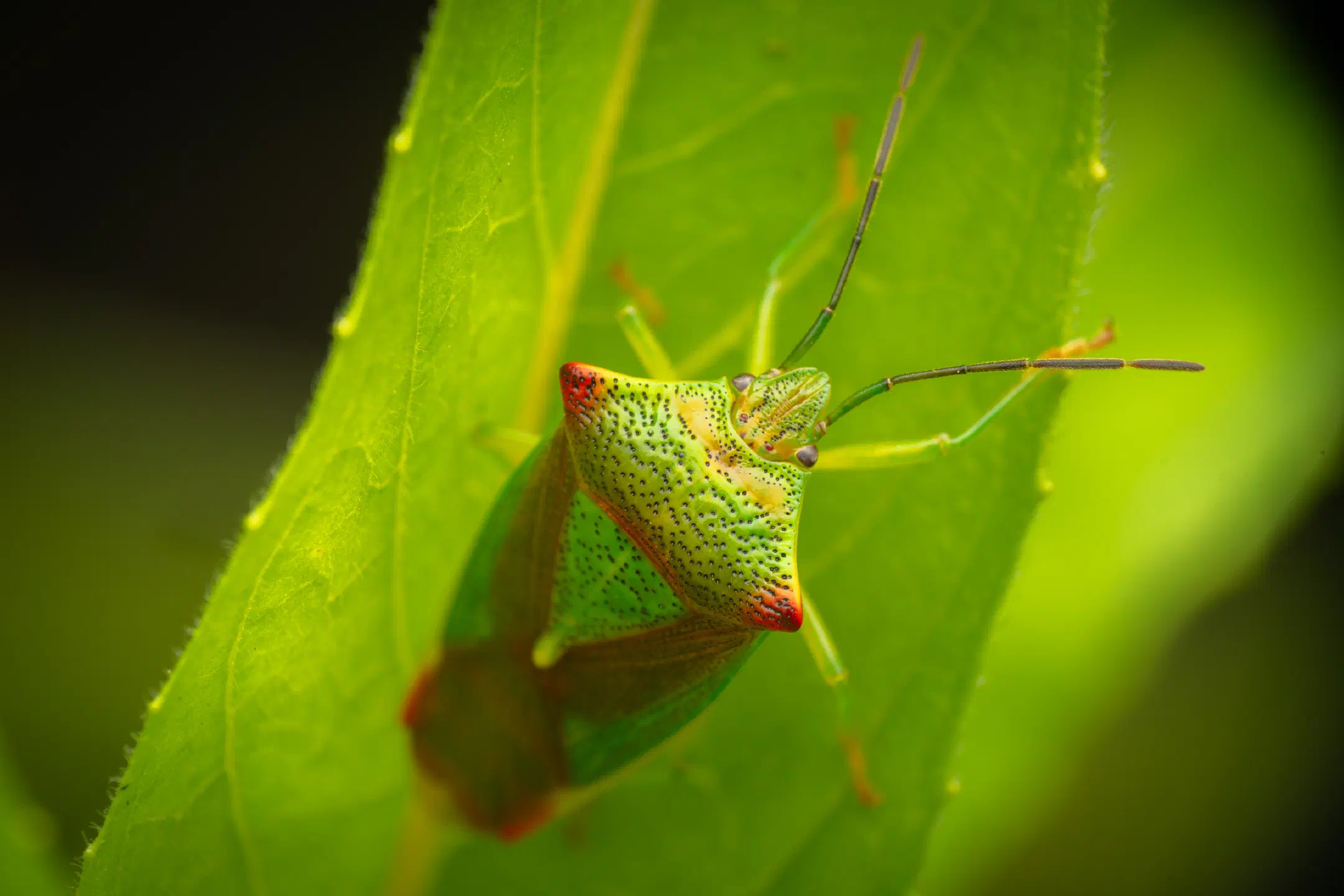 Hawthorn Shield Bug | Hawthorn Shield Bug